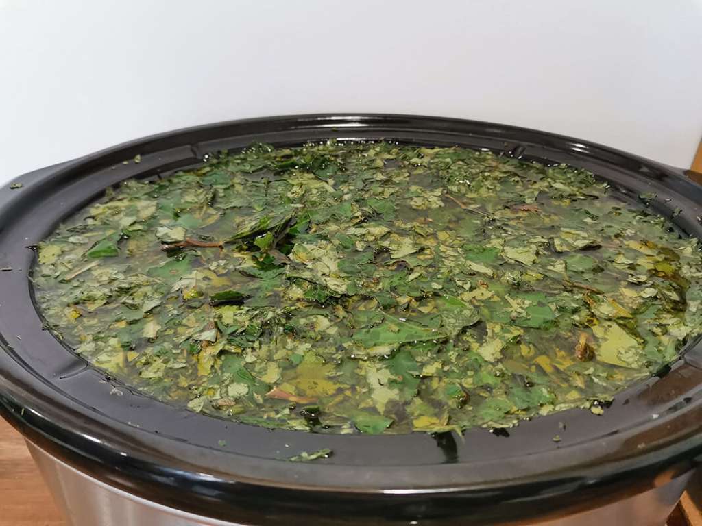 Kawakawa and Olive Oil in slowcooker Kawakawa and Olive Oil in the Slow Cooker